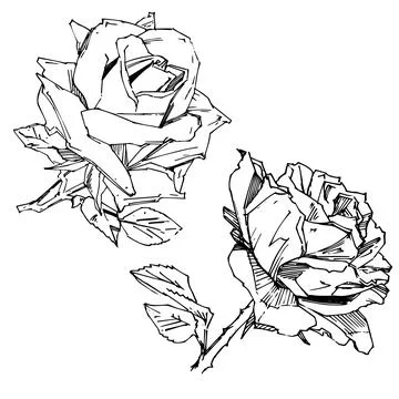 Hand drawn rose. Vector illustration. Vintage tattoo style rose. Flower motif Stock Illustration