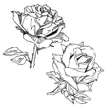 Hand drawn rose. Vector illustration. Vintage tattoo style rose. Flower motif Stock Illustration