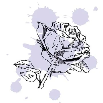 Hand drawn rose. Vector illustration. Vintage tattoo style rose. Flower motif Stock Illustration