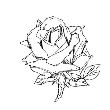 Hand drawn rose. Vector illustration. Vintage tattoo style rose. Flower motif Stock Illustration