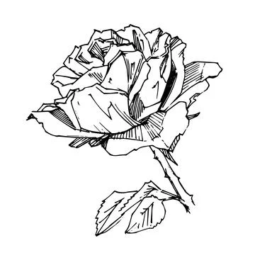 Hand drawn rose. Vector illustration. Vintage tattoo style rose. Flower motif Stock Illustration