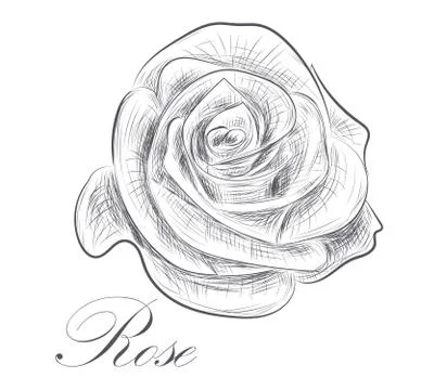 Hand drawn rose on white background Stock Illustration