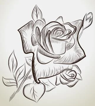Hand drawn roses Stock Illustration