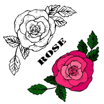 Hand drawn roses vector doodle Stock Illustration