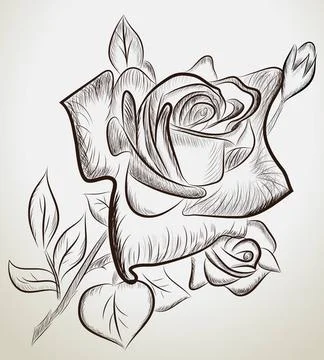 Hand drawn roses Vector illustration of hand drawn roses Copyright: xZoona... Stock Photos