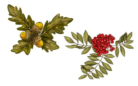 Hand-drawn rowan branch with red berries and oak leaves and acorns isolated Stock Illustration