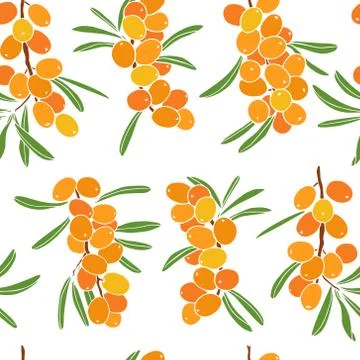 Hand drawn sea buckthorn pattern Stock Illustration