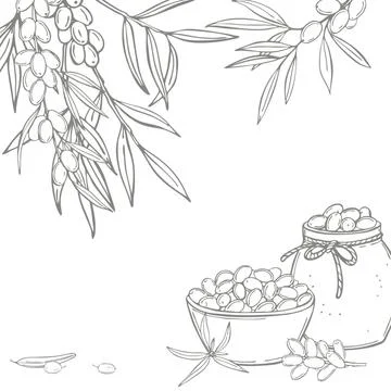 Hand drawn sea buckthorn vector  background. Stock Illustration