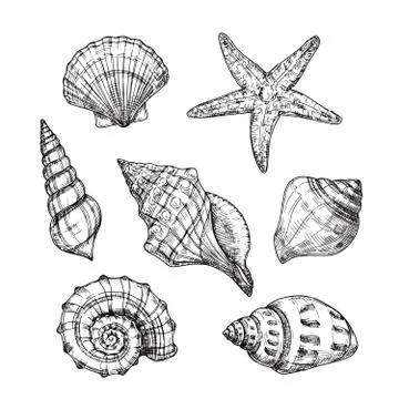 Hand drawn sea shells. Starfish shellfish tropical mollusk in vintage engraving 스톡 일러스트