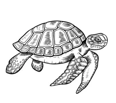 Hand drawn sea turtle Stock Illustration