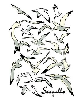 Hand drawn seagulls Stock Illustration