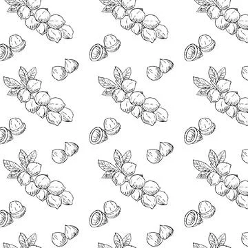 Hand drawn seamless background of Macadamia nut branch Stock Illustration