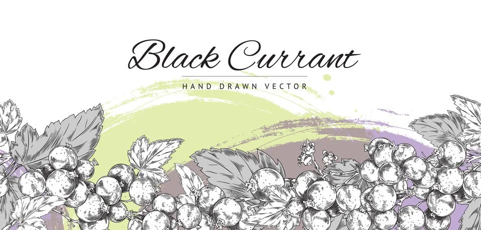 Hand drawn seamless border with blackcurrant berries and leaves sketch style Stock Illustration