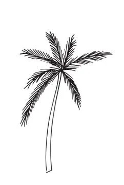 Hand-drawn seamless pattern with palm trees, isolated on white background Stock Illustration