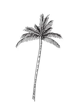 Hand-drawn seamless pattern with palm trees, isolated on white background Stock Illustration