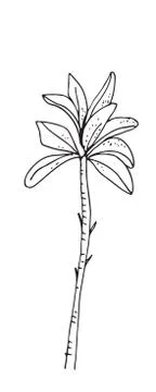 Hand-drawn seamless pattern with palm trees, isolated on white background Illustrazione stock