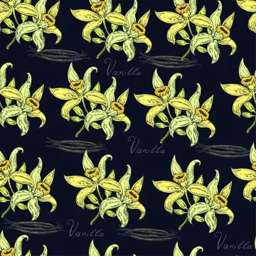 Hand drawn seamless pattern with vanilla flowers Stock Illustration