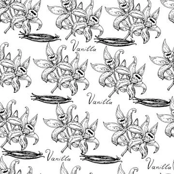 Hand drawn seamless pattern with vanilla flowers Stock Illustration