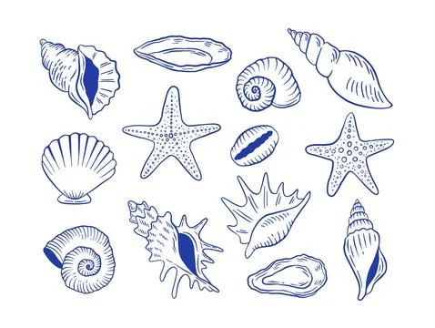 Hand drawn seashell and starfish vector illustration. Doodle sea life shell.. Stock-Illustration