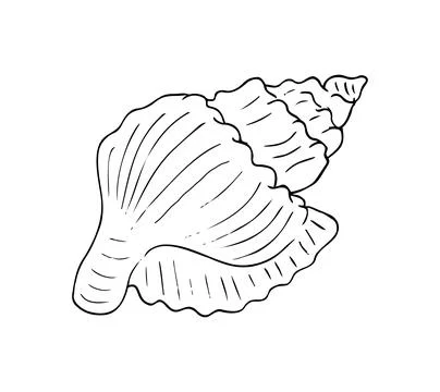 Hand-drawn seashell illustration in black and white. Perfect for beach-them.. Stock Illustration