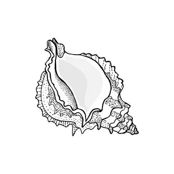 Hand-drawn seashell spiral with a texture of many dots. Stock Illustration