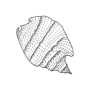 Hand-drawn seashell spiral with a texture of many dots. Stock Illustration