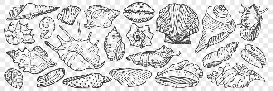 Hand drawn seashells doodle set. 스톡 일러스트