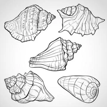 Hand drawn seashells Illustrazione stock