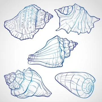 Hand drawn seashells Illustrazione stock