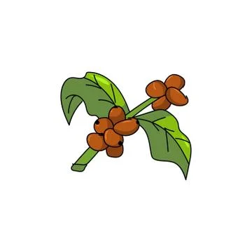Hand drawn seed coffee vector illustration for design element background Stock Illustration
