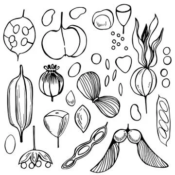 Hand drawn seedpods. Stock Illustration