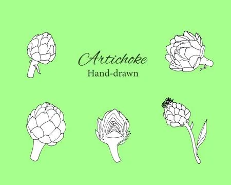 Hand drawn set of artichokes. Stock Illustration