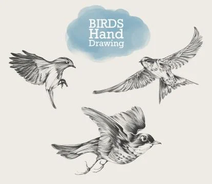 Hand drawn set of birds, drawing illustration Stock Illustration