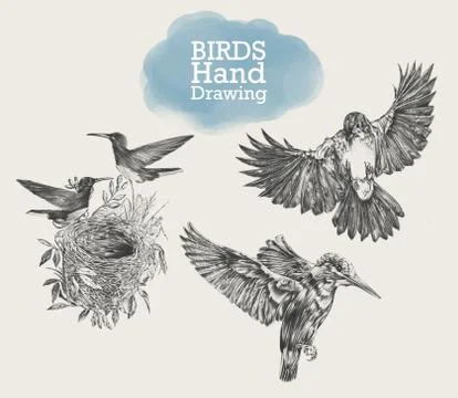 Hand drawn set of birds, drawing illustration Stock Illustration