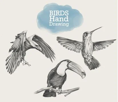 Hand drawn set of birds, drawing illustration Stock Illustration