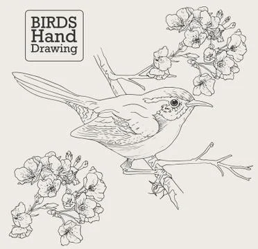 Hand drawn set of birds, drawing illustration Stock Illustration