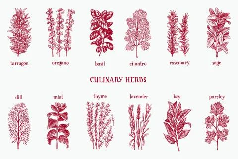 Hand drawn set of culinary herbs and spices. Vector background for design menu Stock Illustration