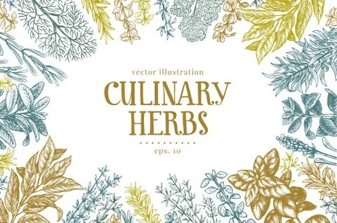 Hand drawn set of culinary herbs and spices. Vector background for design menu Stock Illustration