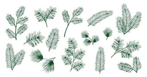 Hand drawn set of detailed pine, spruce and fir branches in monochrome line.. Stock Illustration
