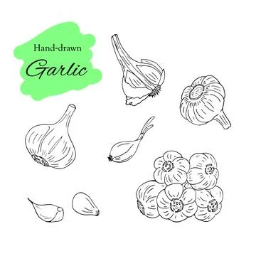 Hand drawn set of garlic herbs and spices Stock Illustration