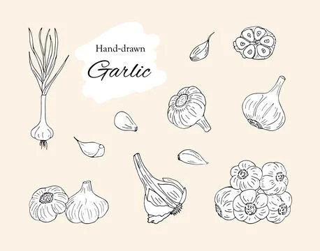 Hand drawn set of garlic Stock Illustration