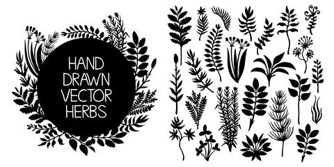 Hand drawn set of herbs and plants. Vector design elements. Stock Illustration