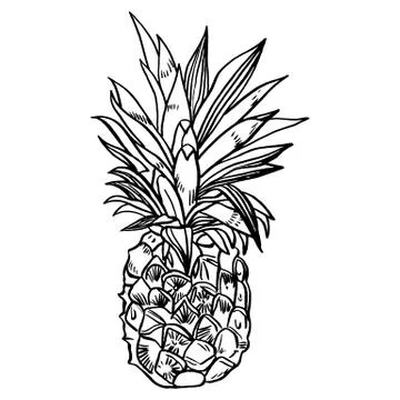 Hand drawn set illustrations of ripe pineapples. Exotic tropical fruit vector Stock Illustration