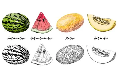 Hand-drawn set of melon and watermelon in color, isolated on white background Stock Illustration