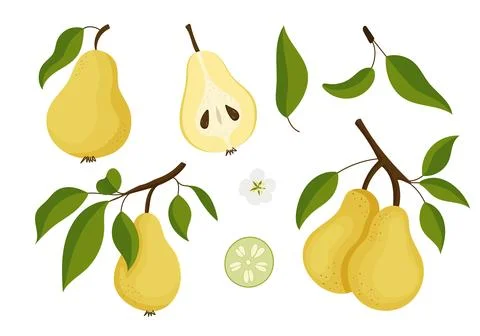 Hand drawn set of pears - branches, fruits, flowers and pieces. Stock Illustration