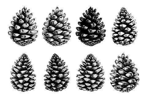 Hand drawn set of pine cones. Stock Illustration