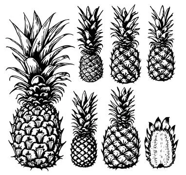 Hand drawn set of pineapple. Stock Illustration