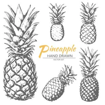 Hand drawn set of pineapple. Stock Illustration
