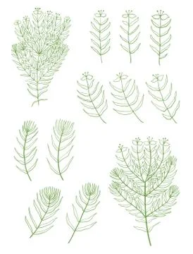 Hand drawn set of plants Stock Illustration
