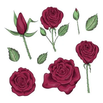 Hand drawn set of roses, rose buds and leaves Stock Illustration